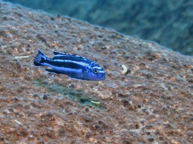 Pseudotropheus cyaneorhabdos (samec)