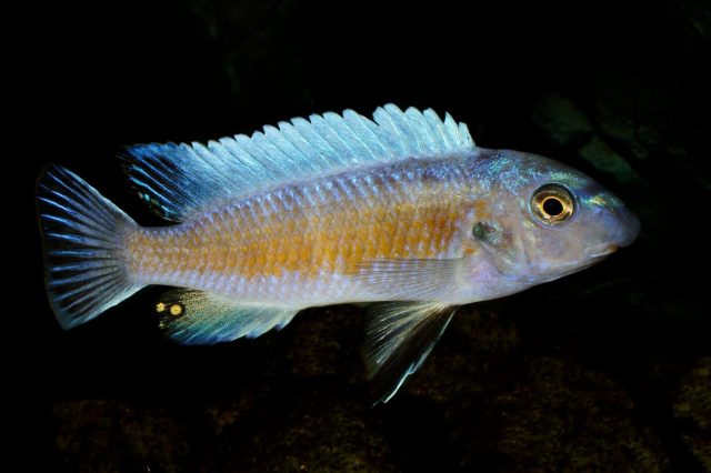 Labeotropheus trewavasae Manda (samec)