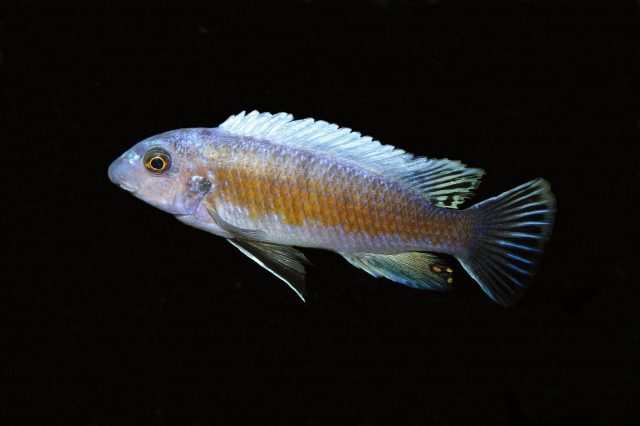 Labeotropheus trewavasae Manda (samec)