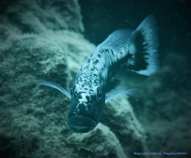 Tyrannochromis macrostoma