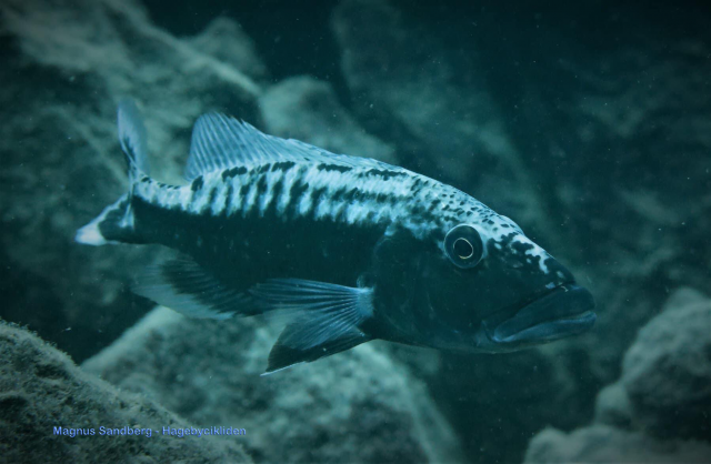 Tyrannochromis macrostoma Katale Island