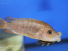 Abactochromis labrosus