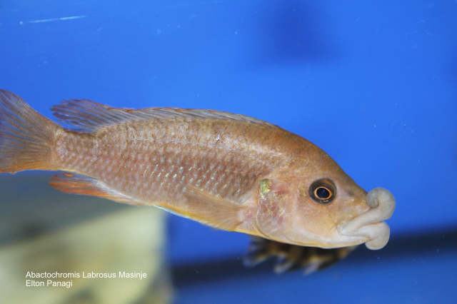 Abactochromis labrosus