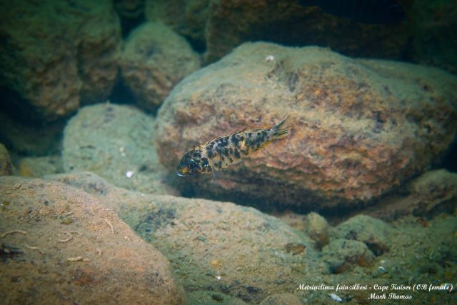 Metriaclima fainzilberi Cape Kaiser (OB samice)