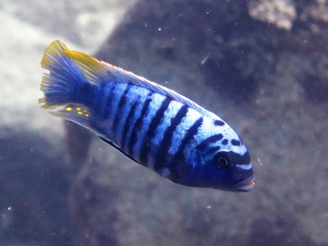 Metriaclima zebra Likoma Island (samec)