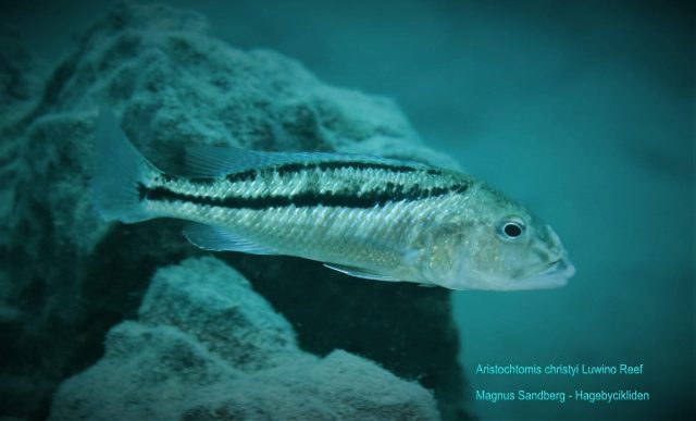 Aristochromis christyi