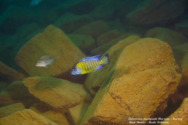 Aulonocara stuartgranti Hai Reef (samec)