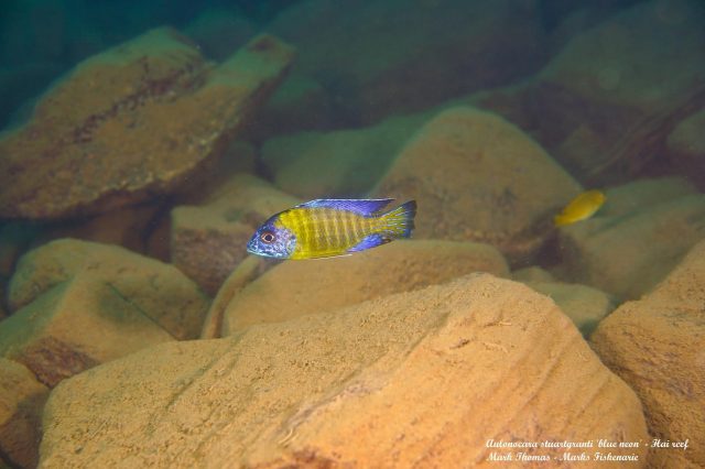 Aulonocara stuartgranti Hai Reef (samec)