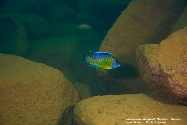 Aulonocara stuartgranti Hai Reef (samec)