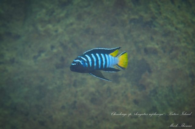 Chindongo sp. ‚elongatus mphanga‘