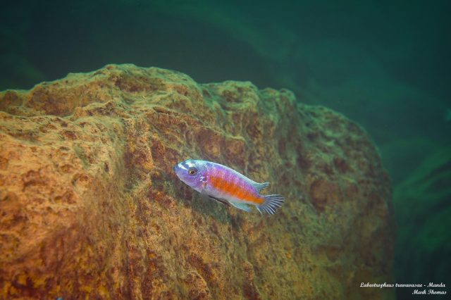 Labeotropheus trewavasae Manda (samec)