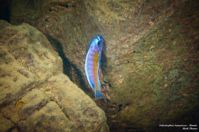 Labeotropheus trewavasae Manda (samec)