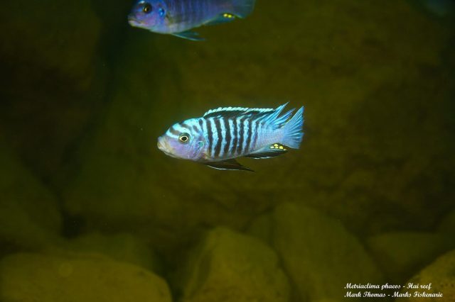 Metriaclima phaeos Hai Reef