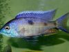 Copadichromis insularis (samec)