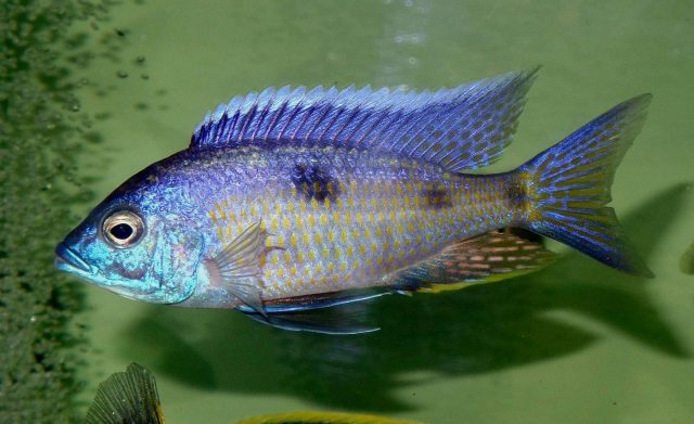 Copadichromis insularis (samec)