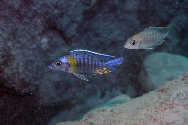 Aulonocara sp. 'yellow collar' Chemwezi Rocks