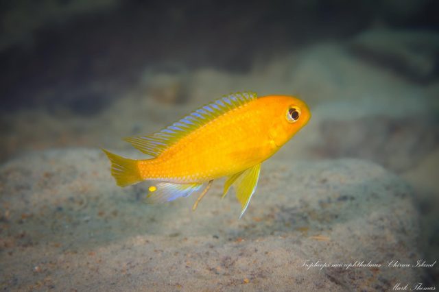 Tropheops macrophthalmus