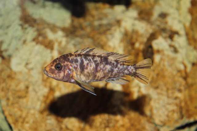 Metriaclima zebra Likoma Island (OB samice)