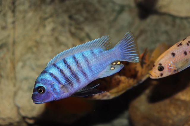 Metriaclima zebra Likoma Island (samec)