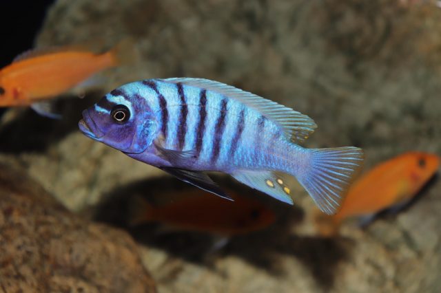 Metriaclima zebra Likoma Island (samec)