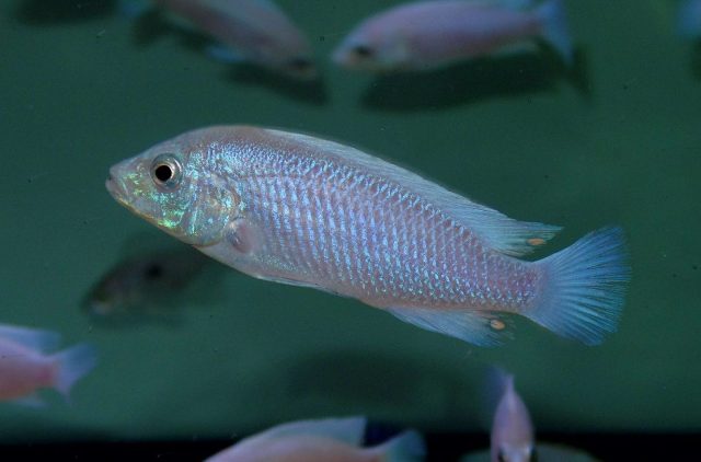 Labidochromis caeruelus