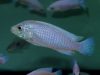 Labidochromis caeruelus