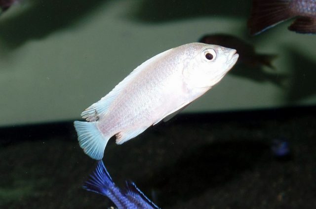 Labidochromis caeruelus Thumbi Point (same)