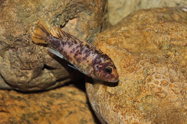 Metriaclima zebra Likoma Island (OB samice)