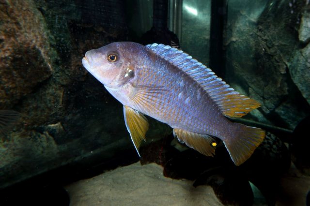 Pseudotropheus sp. 'aggressive yellow fin' (samec)