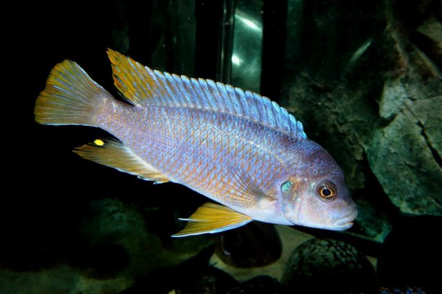 Pseudotropheus sp. &#8218;aggressive&#8216;