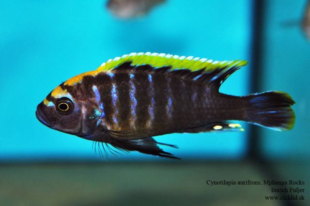 Cynotilapia aurifrons (samec)