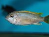 Cynotilapia aurifrons (samice)