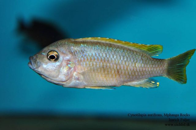 Cynotilapia aurifrons (samice)