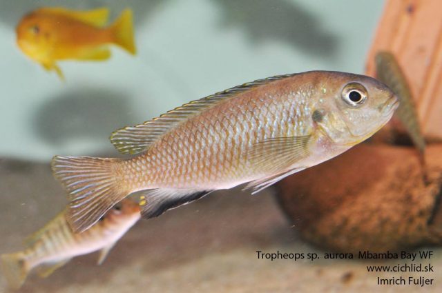 Tropheops sp. 'aurora' Mbamba Bay (samice)