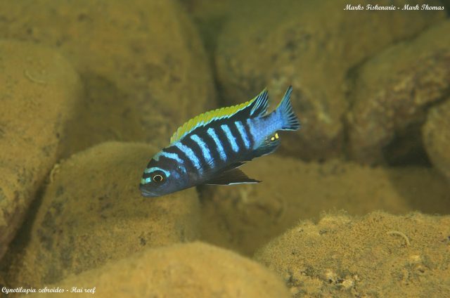 Cynotilapia zebroides