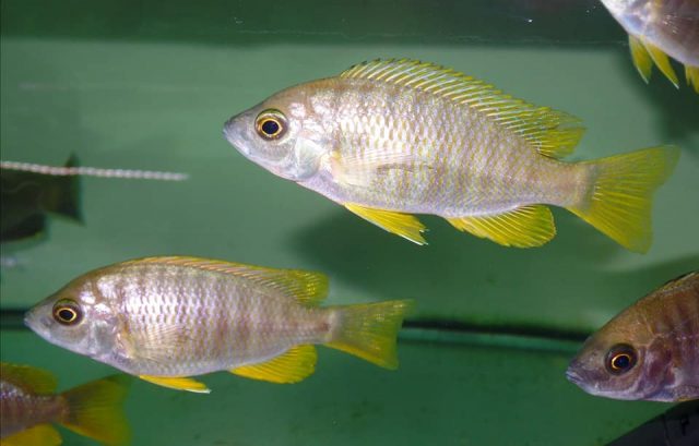 Copadichromis sp. ,flavimanus lundu' Lundu (samice)