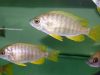 Copadichromis sp. ,flavimanus lundu' Lundu (samice)