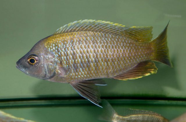 Copadichromis sp. &#8218;flavimanus&#8216;