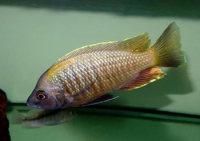 Copadichromis sp. ,flavimanus lundu' Lundu (samec)