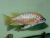 Copadichromis sp. ,flavimanus lundu' Lundu (samec)