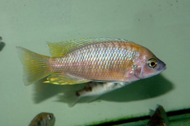 Copadichromis sp. ,flavimanus lundu' Lundu (samec)