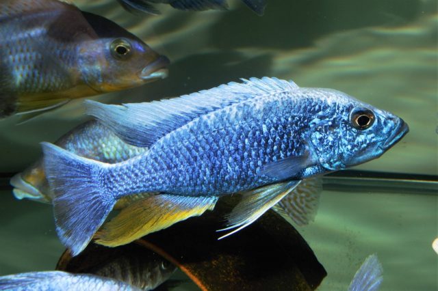 Sciaenochromis fryeri (samec)