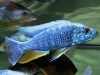 Sciaenochromis fryeri (samec)