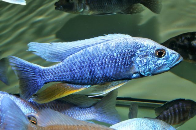 Sciaenochromis fryeri (samec)