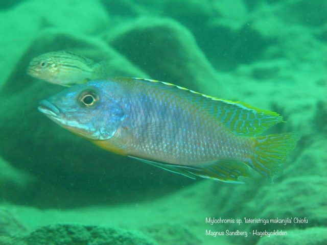 Mylochromis sp. ,lateristriga makanjila' Chiofu Bay