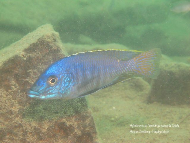 Mylochromis sp. ,lateristriga makanjila' Chiofu Bay