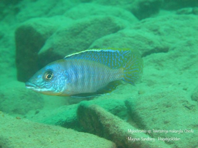 Mylochromis sp. ,lateristriga&#8216;