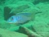 Mylochromis sp. ,lateristriga‘