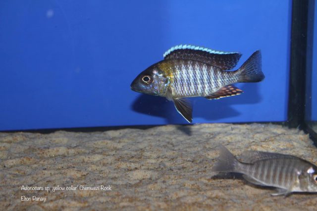 Aulonocara sp. 'yellow collar' Chemwezi Rocks