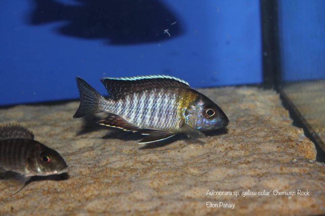 Aulonocara sp. 'yellow collar' Chemwezi Rocks